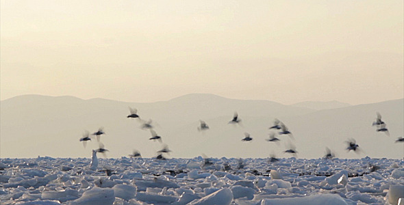 Frozen Sea Gulls 5