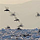 Frozen Sea Gulls 5 - VideoHive Item for Sale