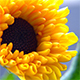 Summer Positive