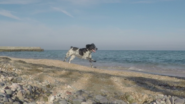 Dog Running Along The Seashore