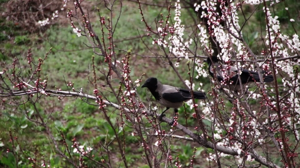 Two Crows Are Sitting On a Blossoming Apricot And Eat Blooming Flower