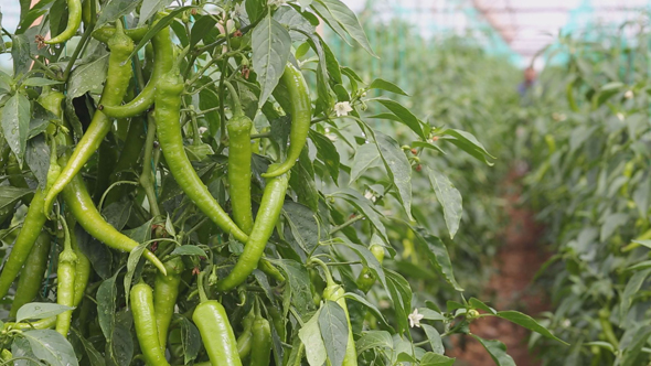 Pepper Plantations in Greenhouse 4