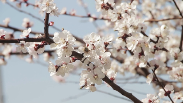 Apricot Flower Blooming In Spring