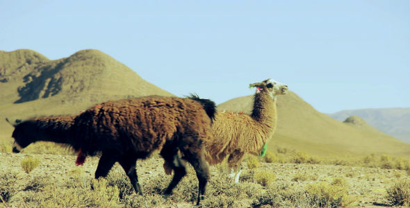 Llamas in Altiplano Desert, Argentina, South America.