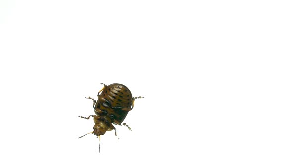 Colorado Potato Beetle Bug Walking on White Background. Bottom View