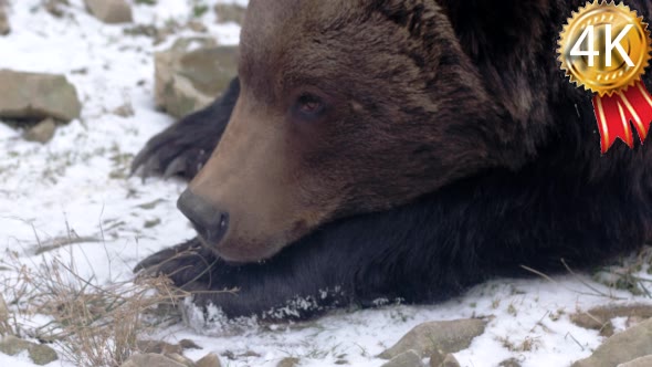 Brown Bear in Forest Liking Snow