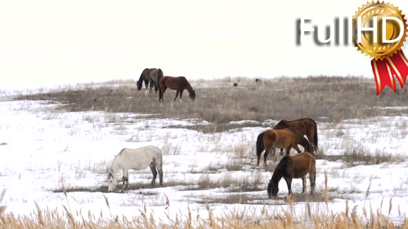 Horses Graze in Early Spring Among Snow Thawed