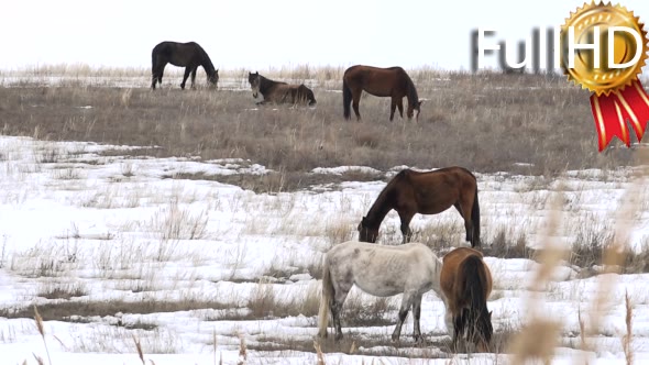 Horses Graze in Early Spring Among Snow Thawed