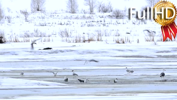 Gulls in the Early Spring on Frozen Lake