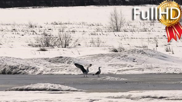 Gulls in the Early Spring on Frozen Lake