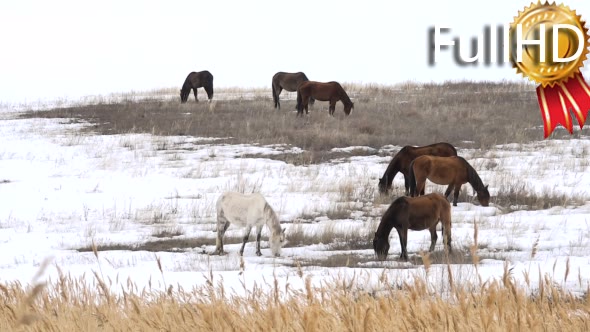 Horses Graze in Early Spring Among Snow Thawed