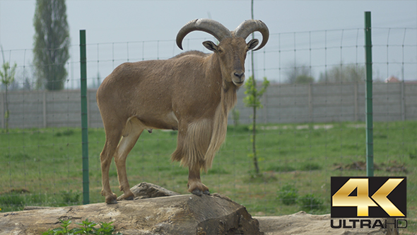 Standing Barbary Sheep