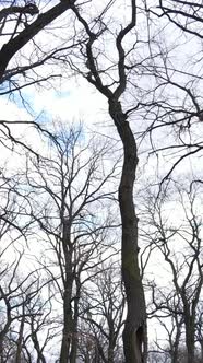 Vertical Video of the Forest with Trees Without Leaves Slow Motion