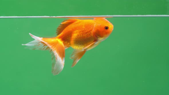 Gold Fish On Green Screen Background