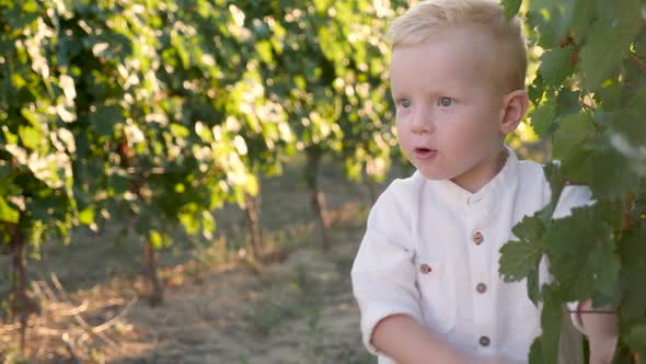 Child Boy Blond Stands at Sunset in the Vineyard and Looks