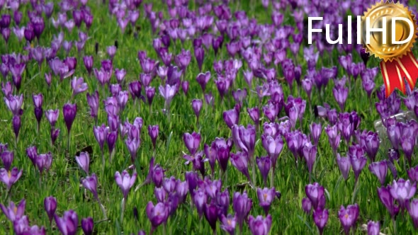 Crocus is a Genus of Flowering Plants in the Iris