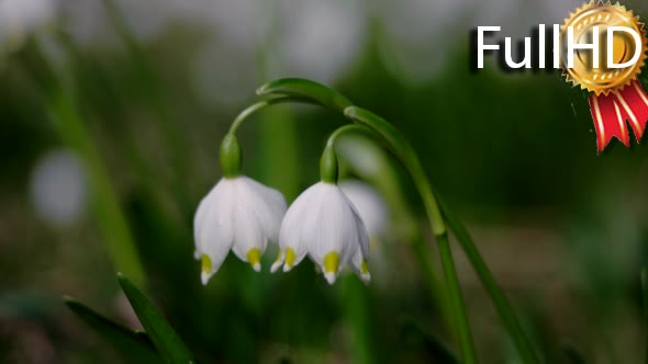 Bloomings Snowdrops in Spring