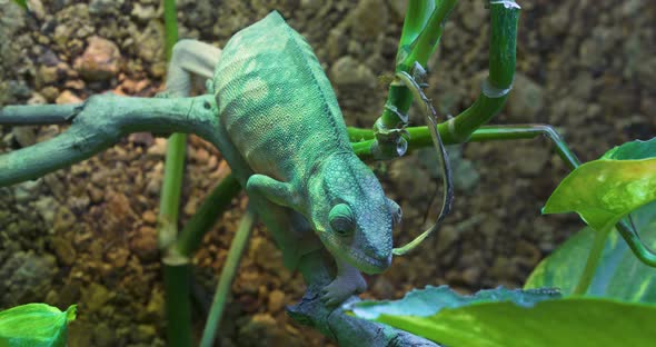 Panther Chameleon or Furcifer Pardalis is a species of Chameleon found on Madagascar. The male Panth