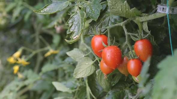 Tomato Growing in Greenhouse 3