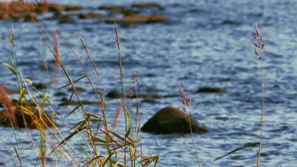 Reed Leaves With Lake at Background