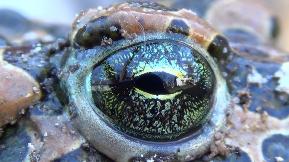 Spotted Toad Frog Blinking Eye.