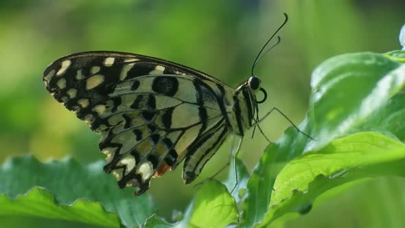 butterfly perched on a leaves in the bushes, insect hd video