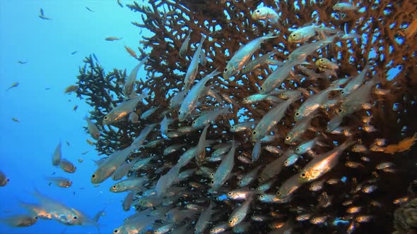 Underwater Sea Tropical Life Glass-Fish