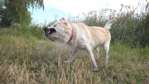 Wet Dog Shaking Off Water From His Fur Near Lake at Nature. Golden Retriever or Labrador After Swims