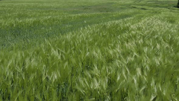 Beautiful View of Endless Green Agricultural Field on Cloudy Spring Day