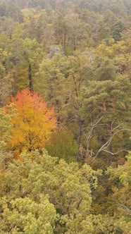 Vertical Video Autumn Forest By Day