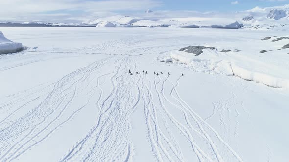 Aerial Flight Over Running Penguins. Antarctica.