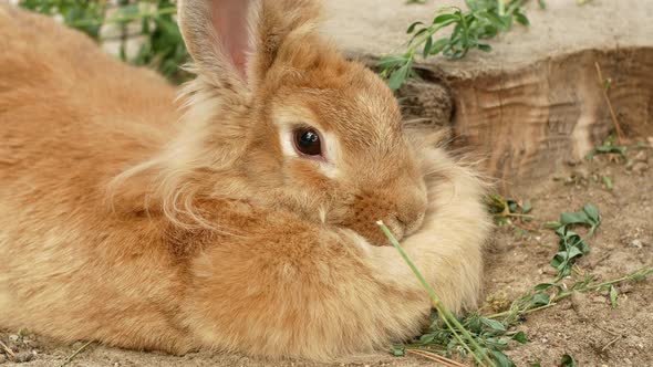 A fluffy ginger rabbit lies near the tree.