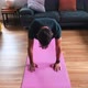 Young male performing Plank to Downward Dog yoga pose at home on yoga mat - VideoHive Item for Sale