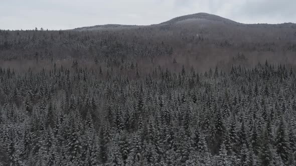 Flying low over snow dusted evergreens with overcast skies AERIAL