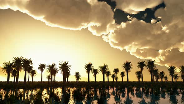 Palms At Sunset With Clouds 2