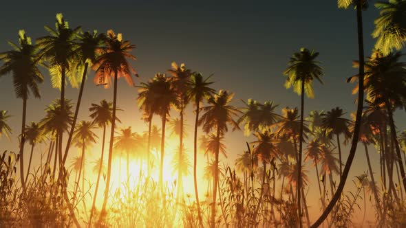 Sun Beams Through Trees 5 alt