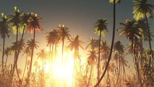 Sun Beams Through Trees 7 alt