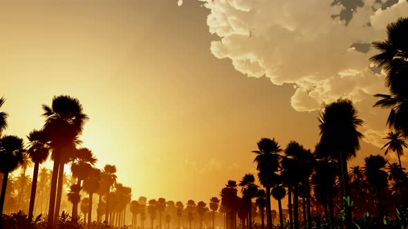 Palms At Sunset With Clouds 5