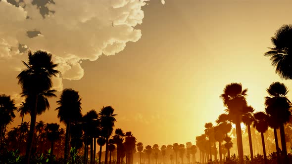 Palms At Sunset With Clouds 6