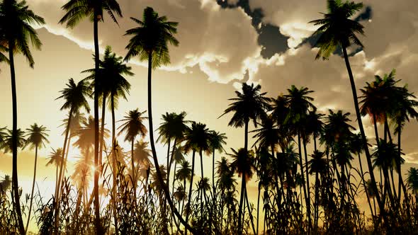 Palms At Sunset With Clouds 7 alt