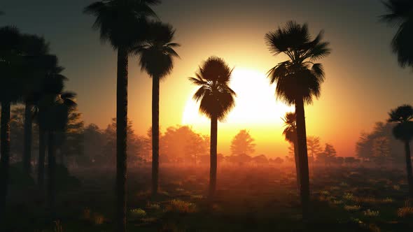 Palms And Glowing Sun 10