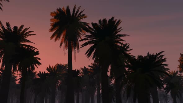 Palms And Glowing Sun 11