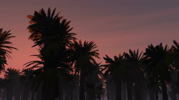 Palms And Glowing Sun 12