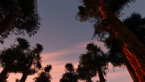 Sunset Beams Through Trees 4