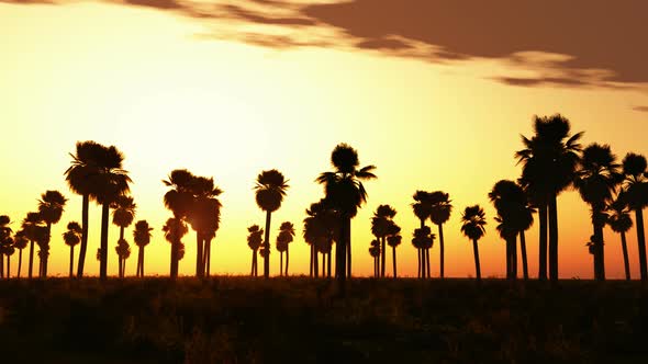 Palms And Glowing Sun 6 alt