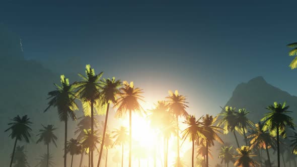 Palms And Glowing Sun 7