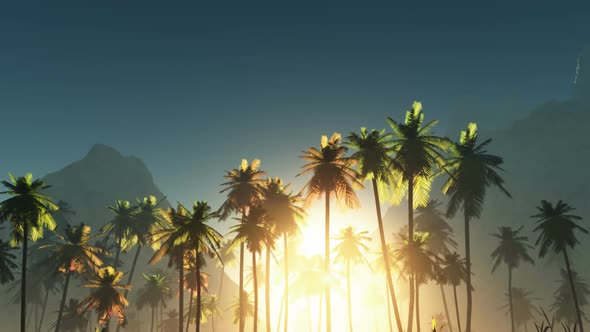 Palms And Glowing Sun 8 alt