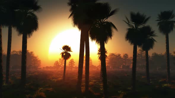Palms And Glowing Sun 9