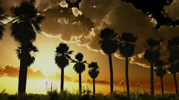 Palms At Sunset With Clouds 1