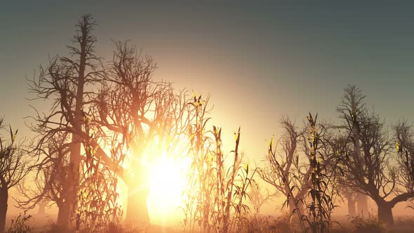 Sun Beams Through Trees 10